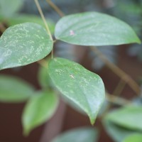 Mucuna atropurpurea (Roxb.) DC. ex Wight